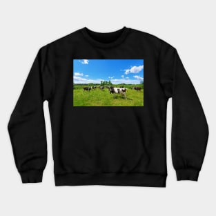 A herd of Holstein Friesian cows grazing on a pasture under blue cloudy sky Crewneck Sweatshirt